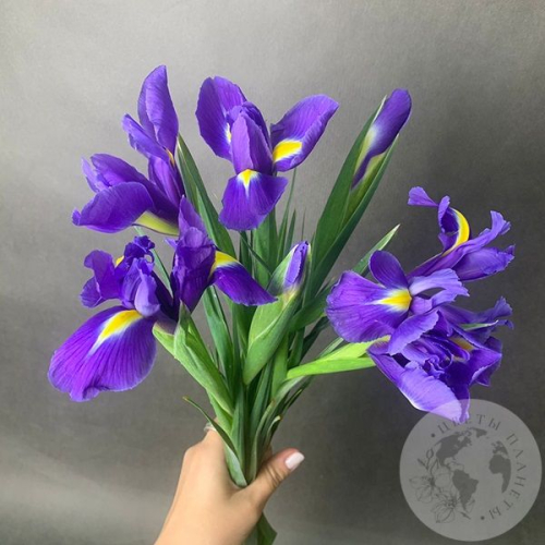 7 синих ирисов в магазине Цветы Планеты