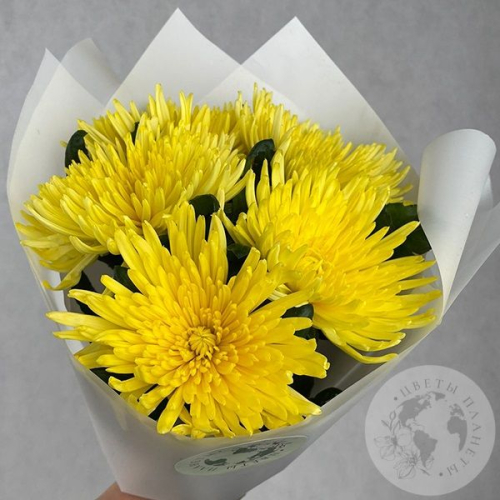 5 хризантем желтых в магазине Цветы Планеты