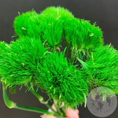 9 гвоздик Грин Трик в магазине Цветы Планеты