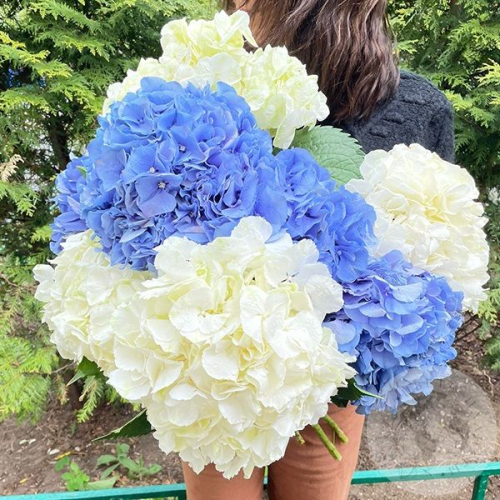 9 гортензий микс