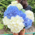 9 гортензий микс в магазине Цветы Планеты 9 гортензий микс