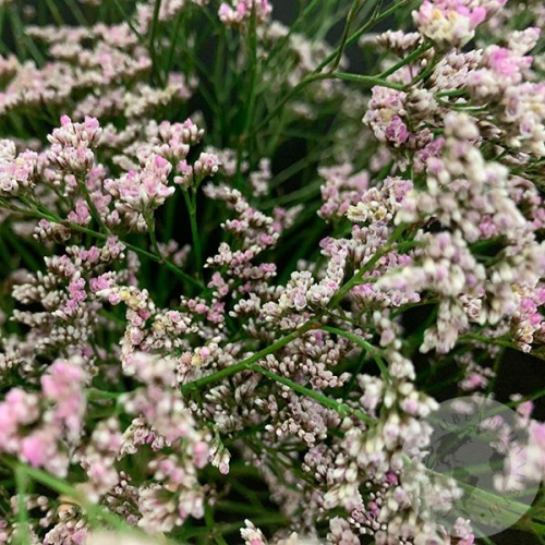 Лимониум розовый 13 шт. в магазине Цветы Планеты