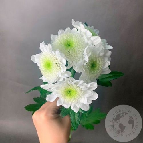 Хризантема кустовая бело-зеленая