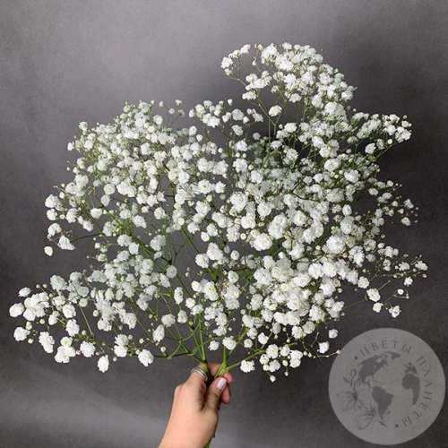 Гипсофила белая 3 шт.