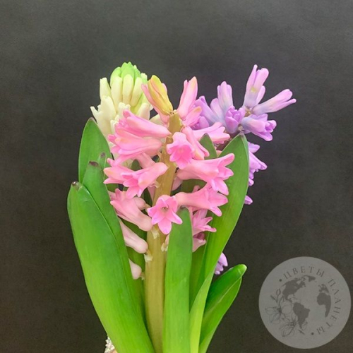 Гиацинт микс 3 шт. в магазине Цветы Планеты