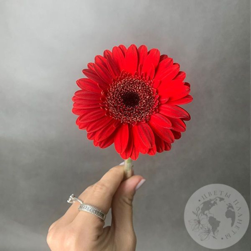 Гербера мини красная