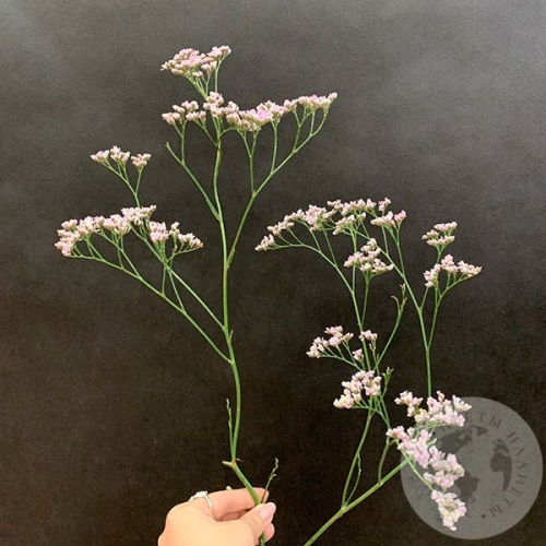 Лимониум розовый в магазине Цветы Планеты