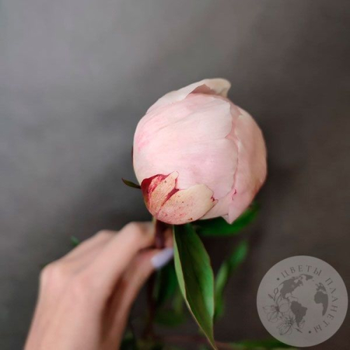 Пион нежно-розовый российский в магазине Цветы Планеты