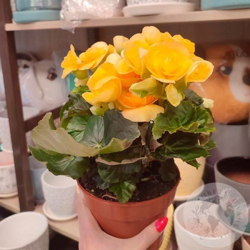 Бегония в магазине Цветы Планеты