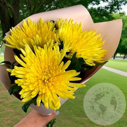 3 хризантемы желтых