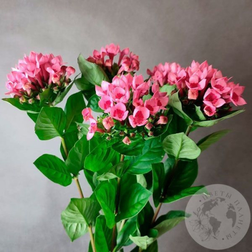 5 бувардий в магазине Цветы Планеты