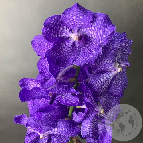 Орхидея Ванда