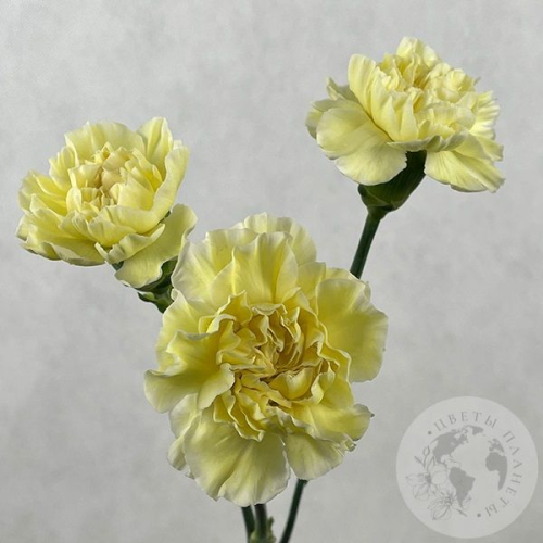 3 гвоздики желтых