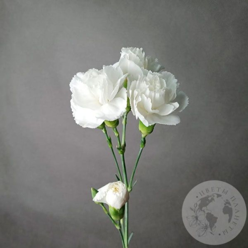 Гвоздика кустовая белая в магазине Цветы Планеты