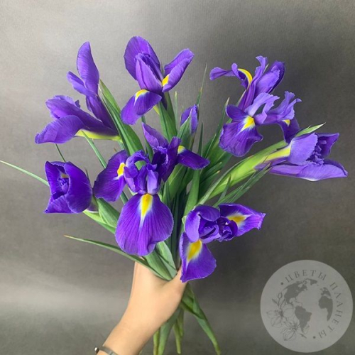9 синих ирисов в магазине Цветы Планеты