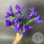 9 синих ирисов 9 синих ирисов в магазине Цветы Планеты