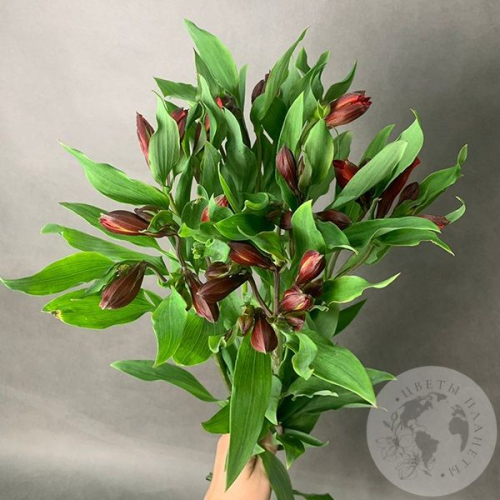 7 Альстромерий красных