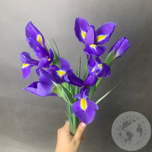 5 синих ирисов в магазине Цветы Планеты