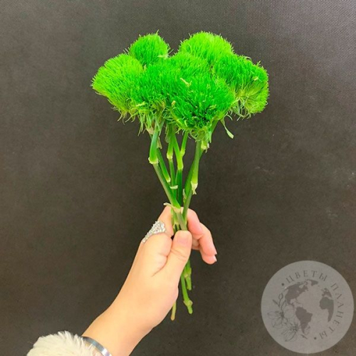 7 гвоздик Грин Трик в магазине Цветы Планеты