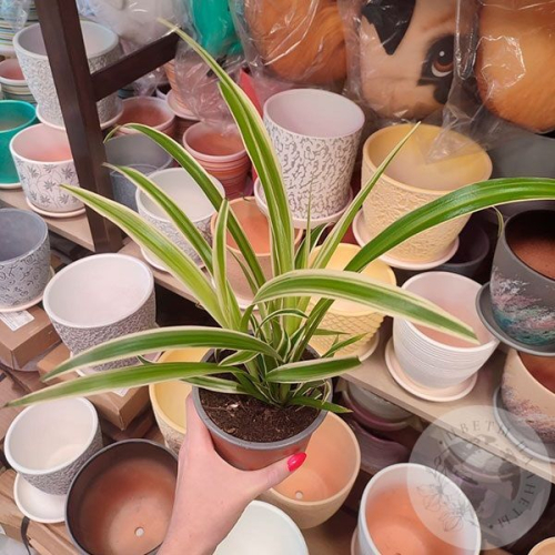 Хлорофитум в магазине Цветы Планеты