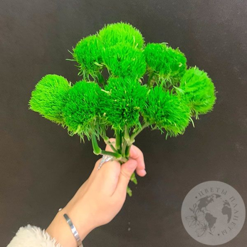 9 гвоздик Грин Трик в магазине Цветы Планеты