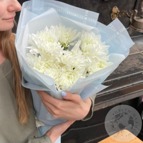 7 белых одноголовых хризантем