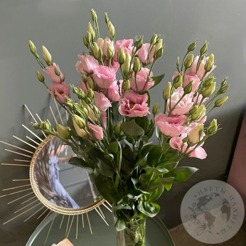 Эустома розовая 5 шт.