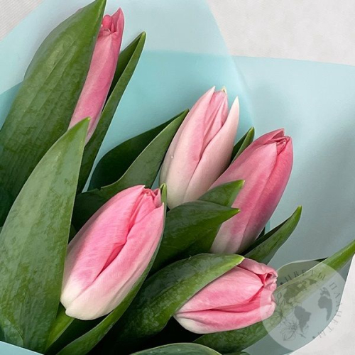 5 тюльпанов розовых в магазине Цветы Планеты
