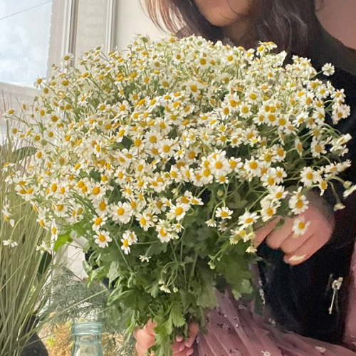 Танацетум 25 шт.