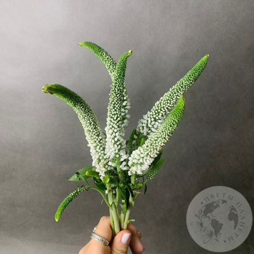 Вероника белая 5 шт. в магазине Цветы Планеты