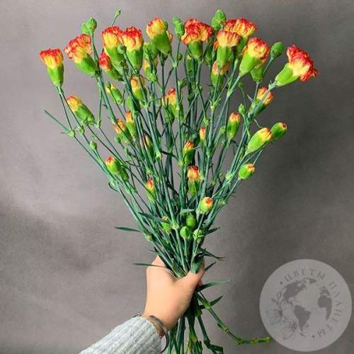 15 гвоздик кустовых желто-красных