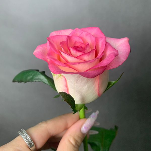 Роза розовая 40 см. в магазине Цветы Планеты