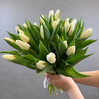 Букет из 25 белых тюльпанов