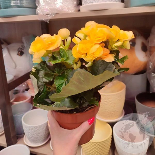 Бегония в магазине Цветы Планеты