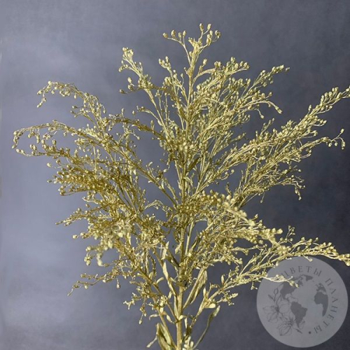 Солидаго Золото в магазине Цветы Планеты