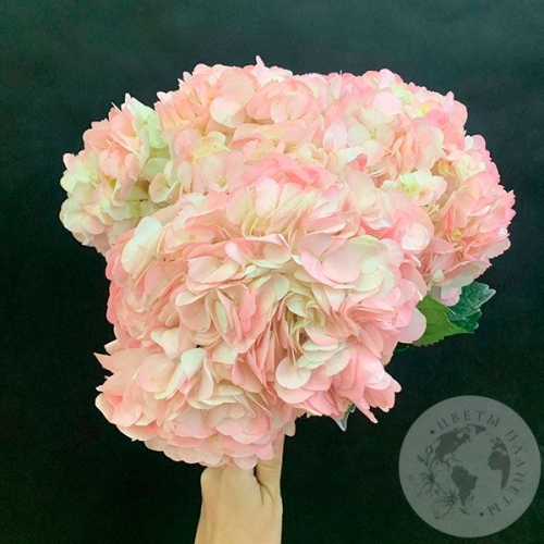 3 гортензии розовых