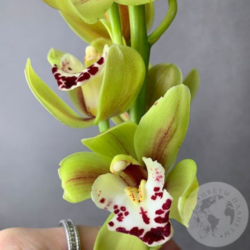 Орхидея мини зеленая