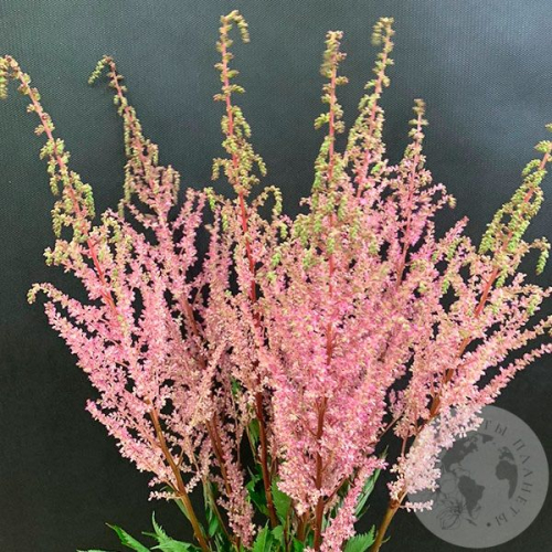 Астильба розовая 7 шт. в магазине Цветы Планеты