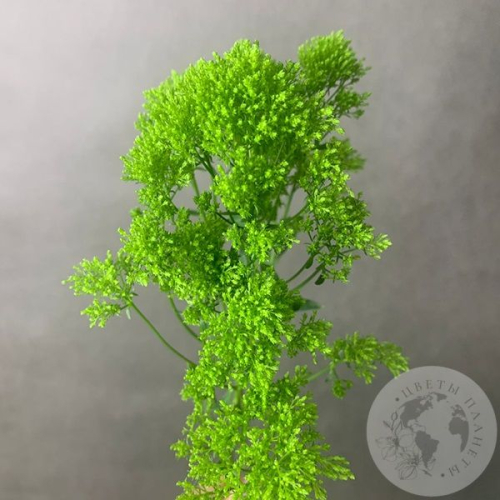 Трахелиум зеленый в магазине Цветы Планеты