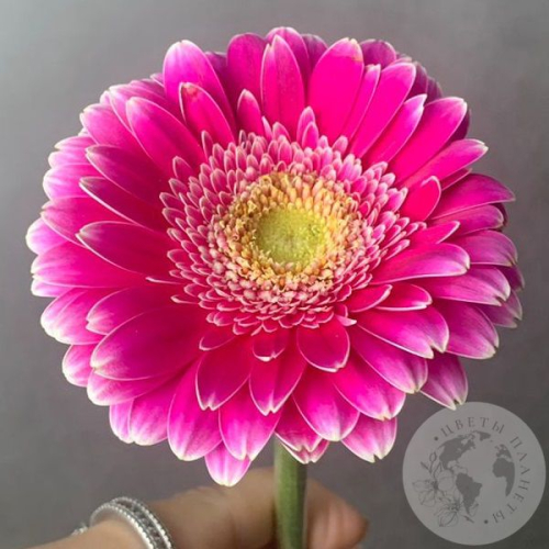 Гербера мини ярко-розовая в магазине Цветы Планеты