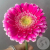 Гербера мини ярко-розовая в магазине Цветы Планеты