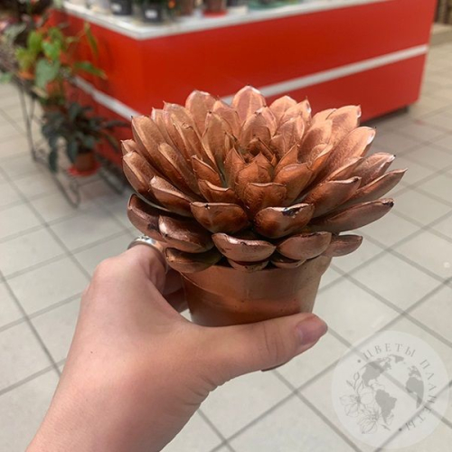 Эхеверия домашняя