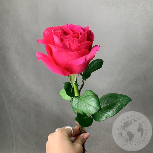 Роза фуксия 50 см. в магазине Цветы Планеты