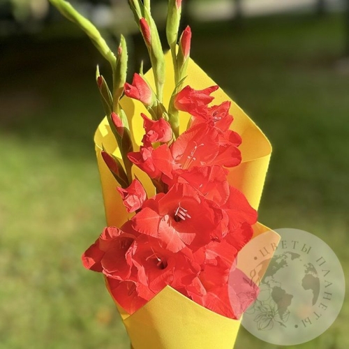 Букет с гладиолусами в магазине Цветы Планеты