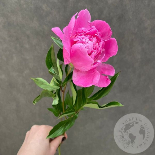 Пион розовый российский в магазине Цветы Планеты