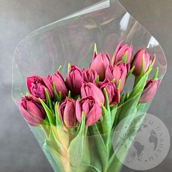 15 бордовых пионовидных тюльпанов