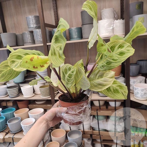 Маранта в магазине Цветы Планеты