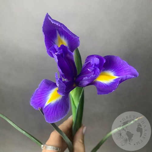 Ирис синий в магазине Цветы Планеты