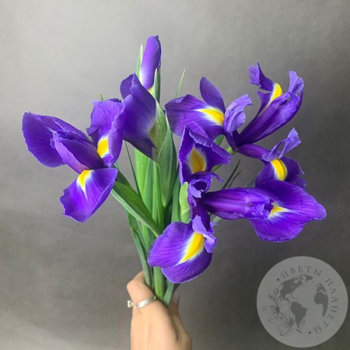 5 синих ирисов в магазине Цветы Планеты