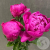 3 пиона розовых в магазине Цветы Планеты